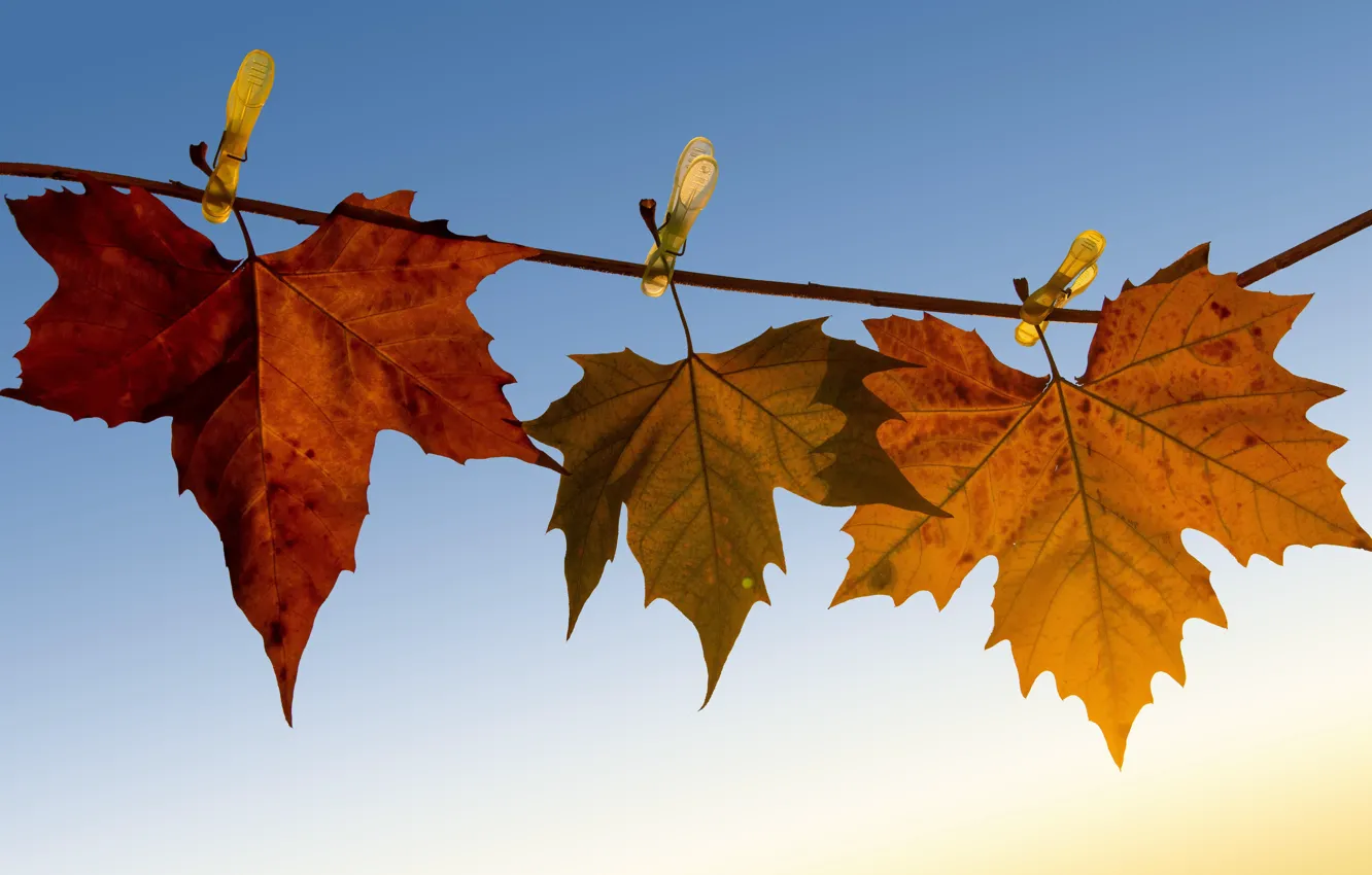 Фото обои осень, листья, природа, клён, прищепки