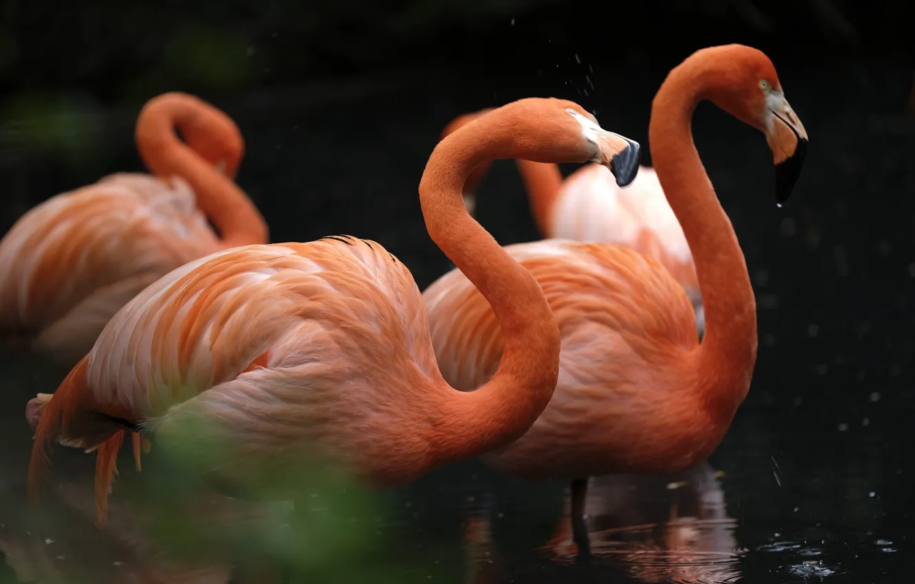 Фото обои птицы, фламинго, шея