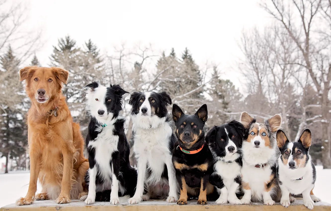 Фото обои собаки, шеренга, Бордер-колли, Вельш-корги, друзья-товарищи