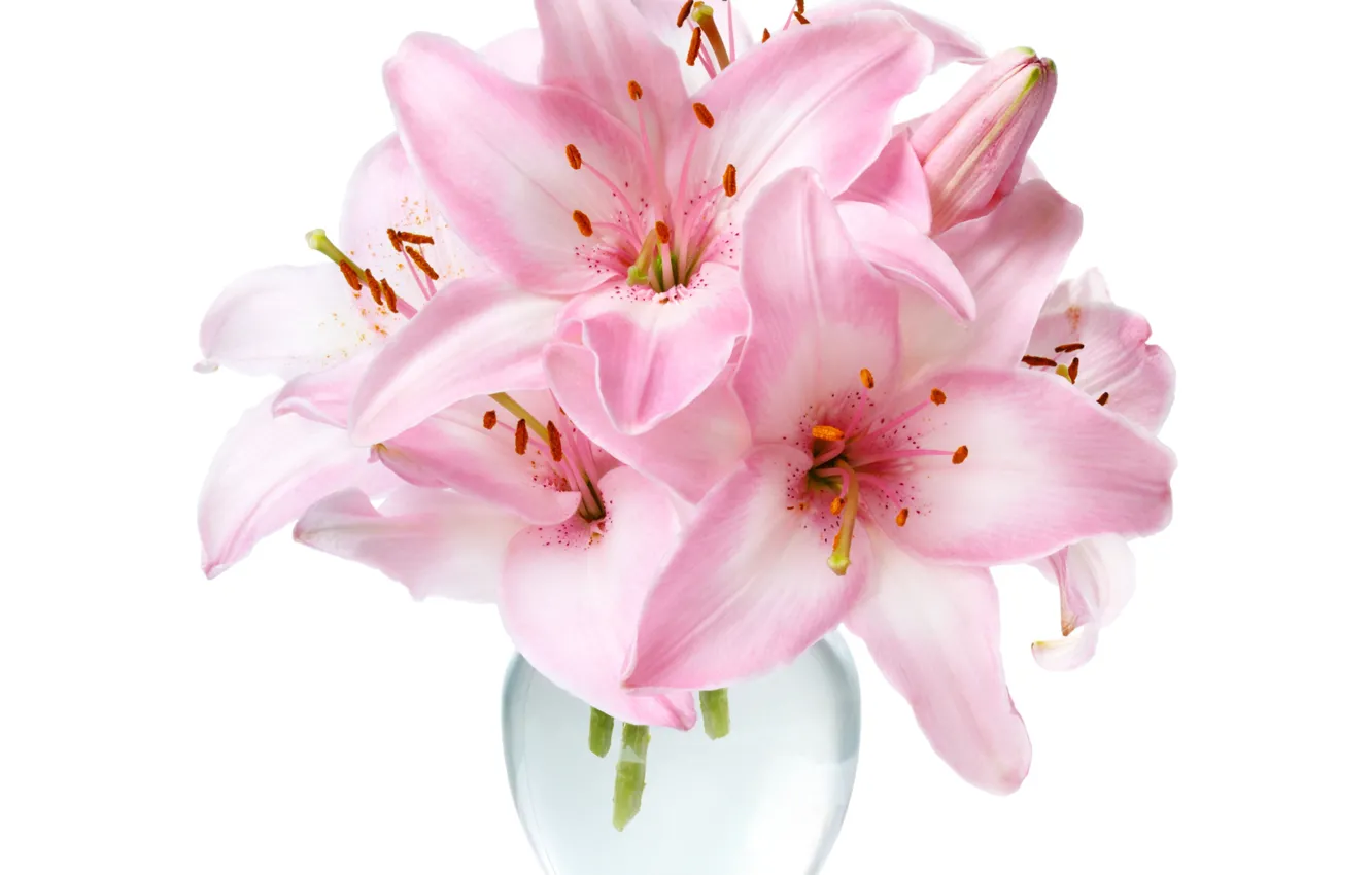 Фото обои лилии, белый фон, ваза, розовые лилии