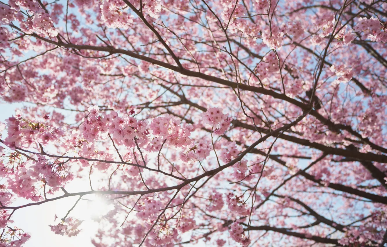 Фото обои солнце, ветки, вишня, дерево, весна, сакура