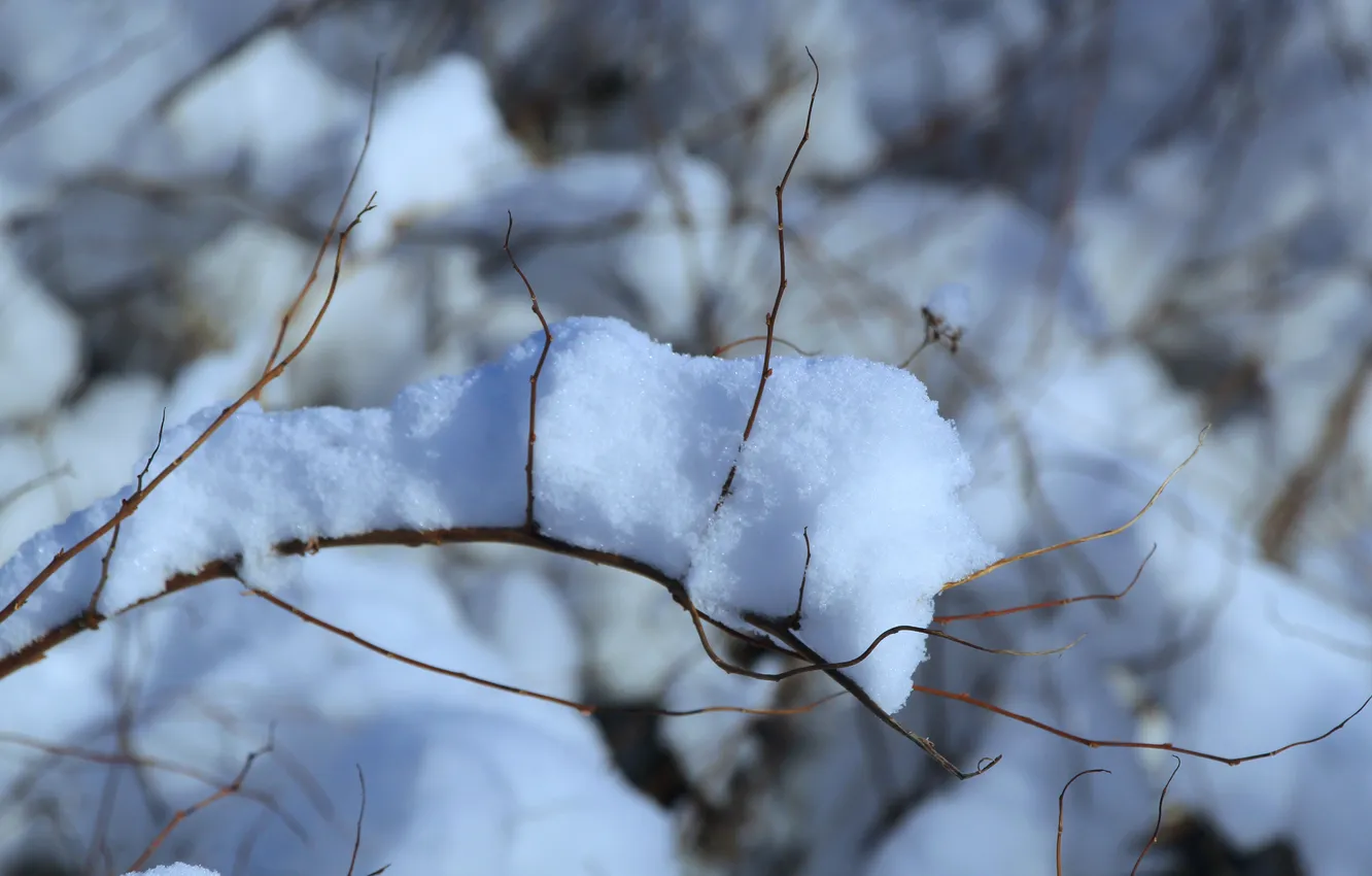 Фото обои winter, snow, twig