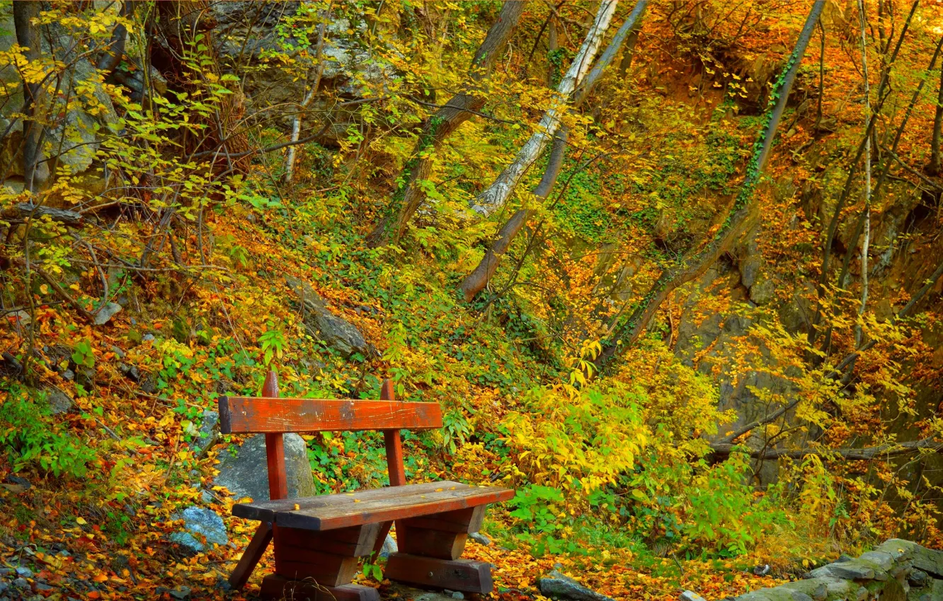 Фото обои Осень, Скамейка, Fall, Autumn, Colors