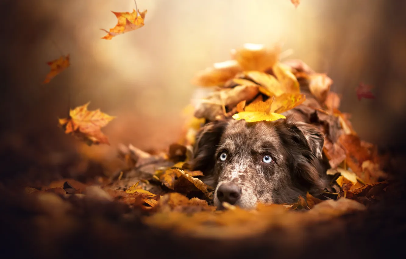 Фото обои осень, морда, листья, собака, боке, Австралийская овчарка, Аусси
