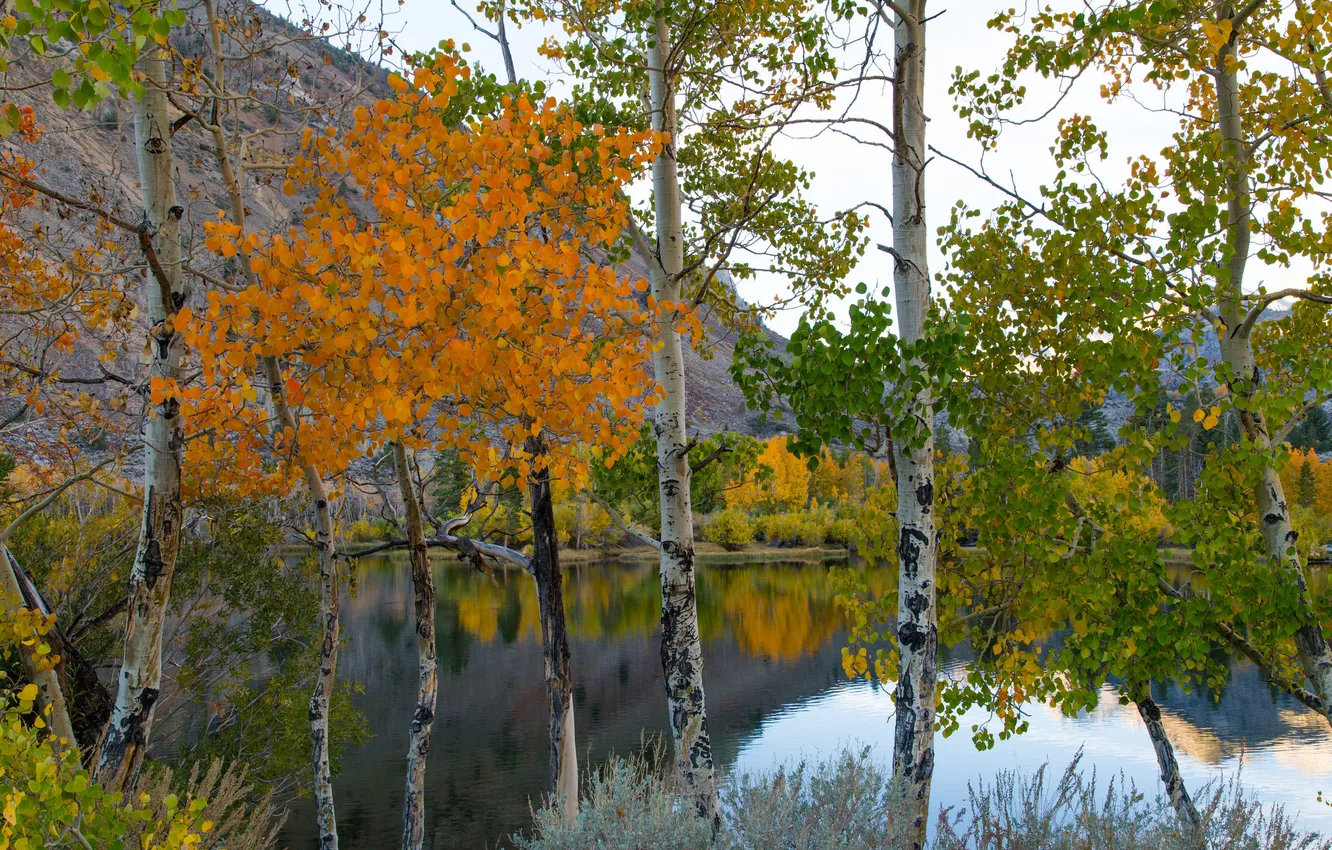 Фото обои осень, небо, деревья, горы, озеро, Калифорния, США, Eastern Sierra