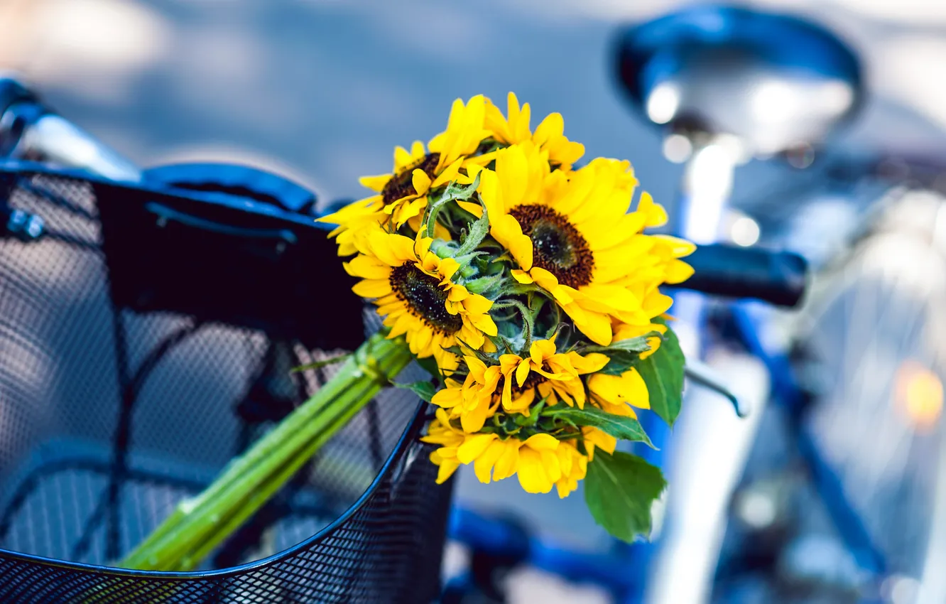 Фото обои подсолнухи, цветы, велосипед, корзина, желтые