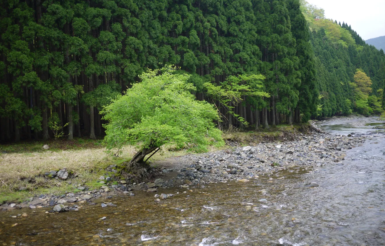 Фото обои лес, галька, река, дерево, холмы, берег