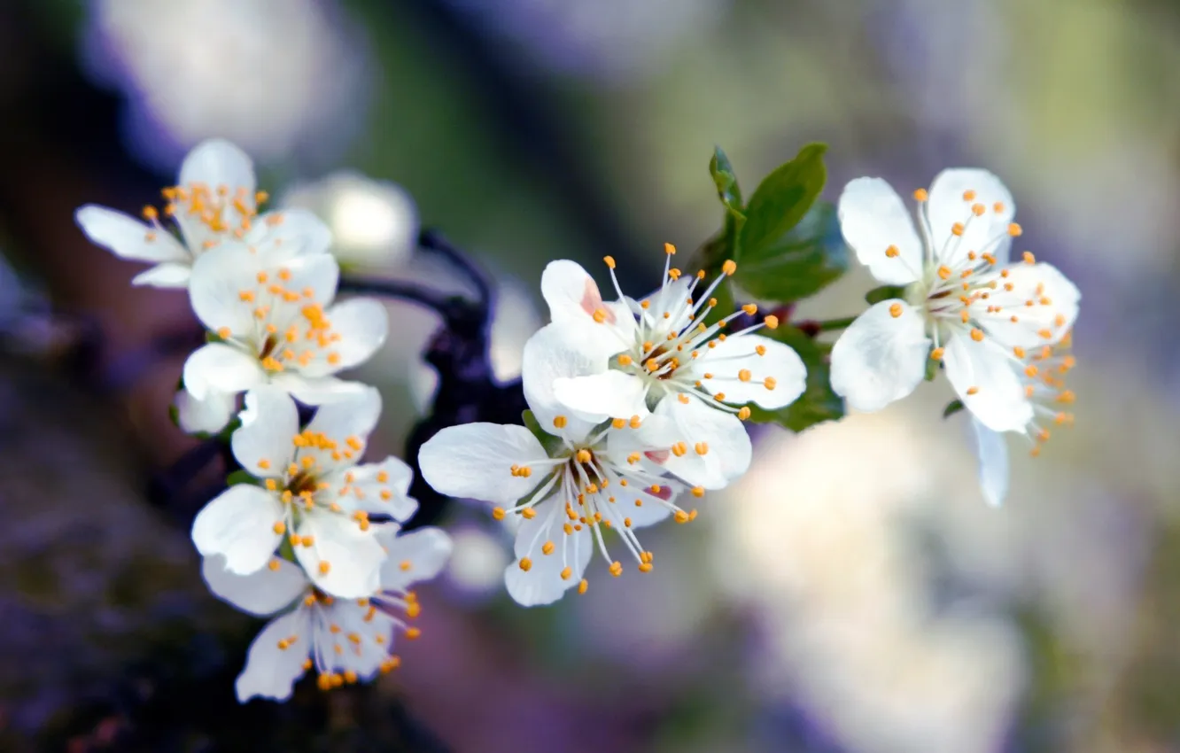 Фото обои макро, цветы, вишня, дерево, ветка, весна, лепестки, белые