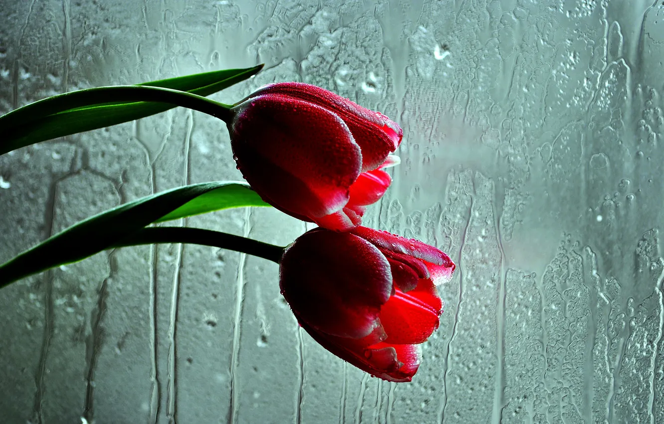 Фото обои стекло, цветы, тюльпаны