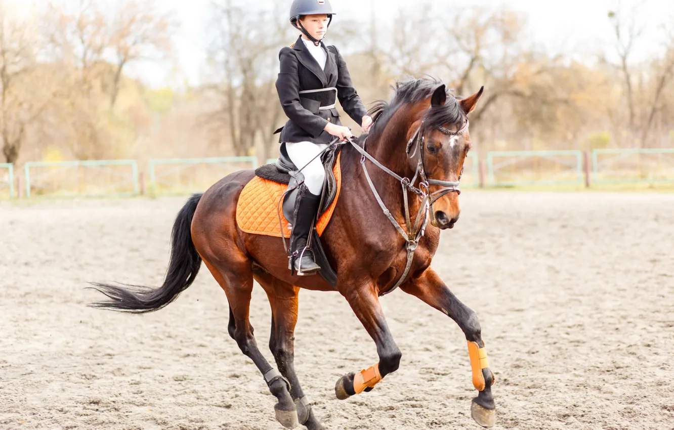 Фото обои horse, training, riding