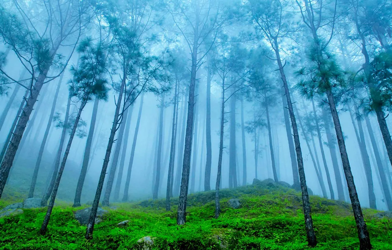 Фото обои лес, туман, Индия, Гималаи