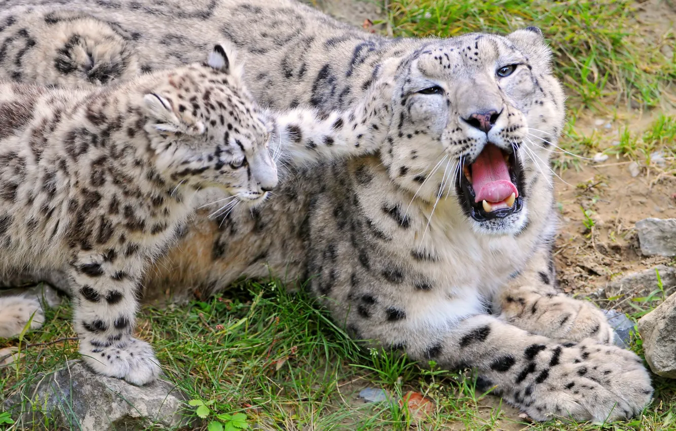 Фото обои природа, хищники, зубы, семья, пасть, красивые, играются, Леопарды