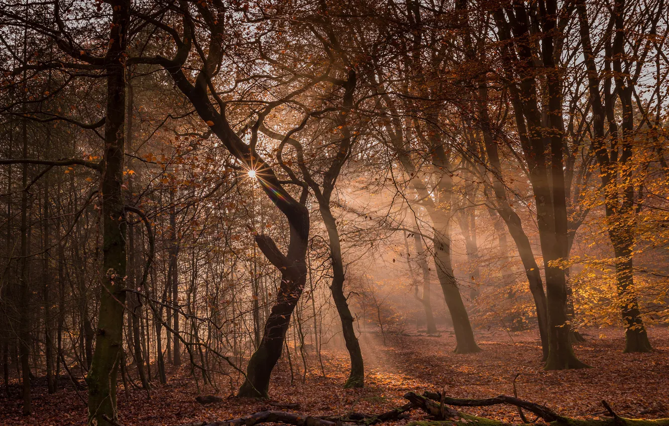 Фото обои осень, лес, солнце, свет, деревья, ветки, парк, листопад