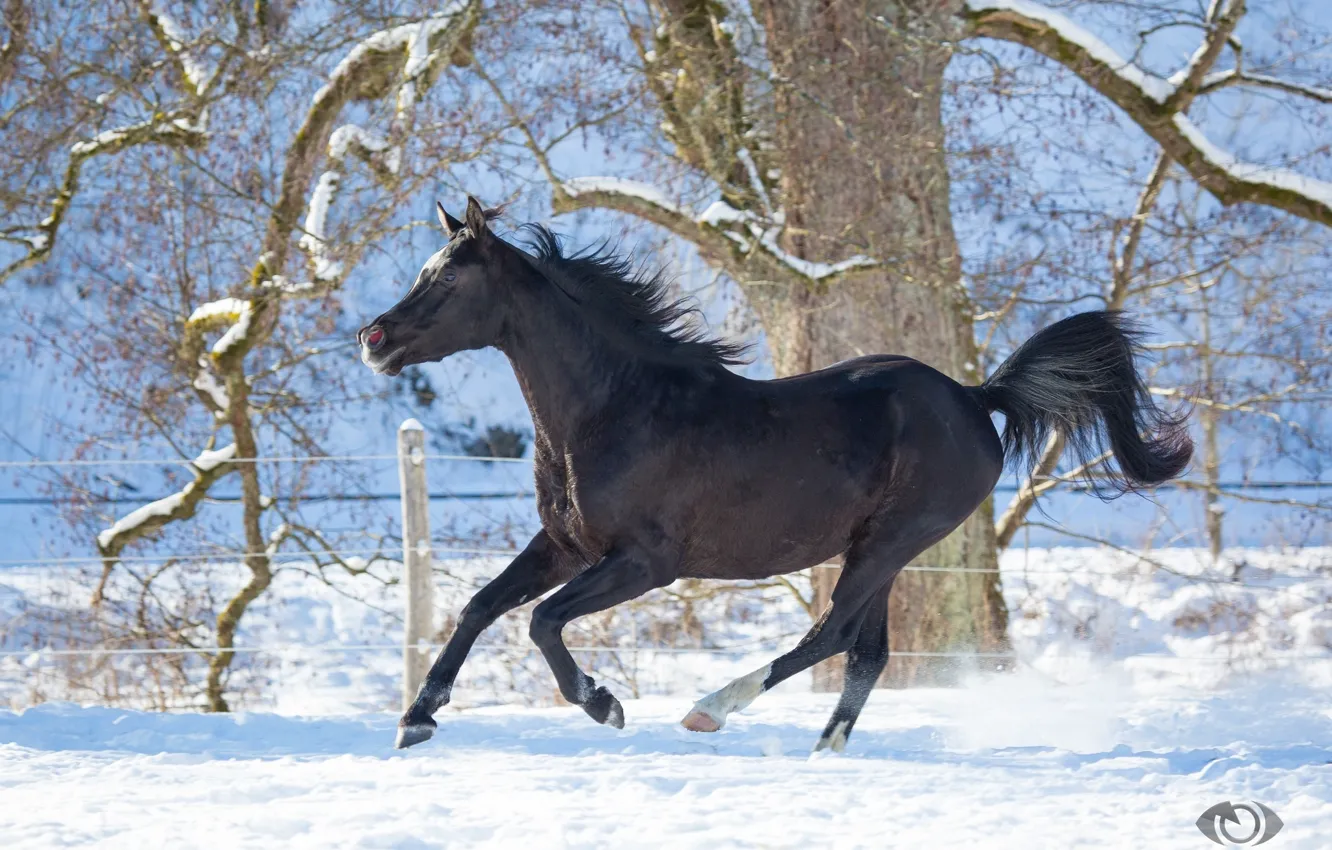 Фото обои конь, лошадь, бег, грация, вороной, (с) OliverSeitz