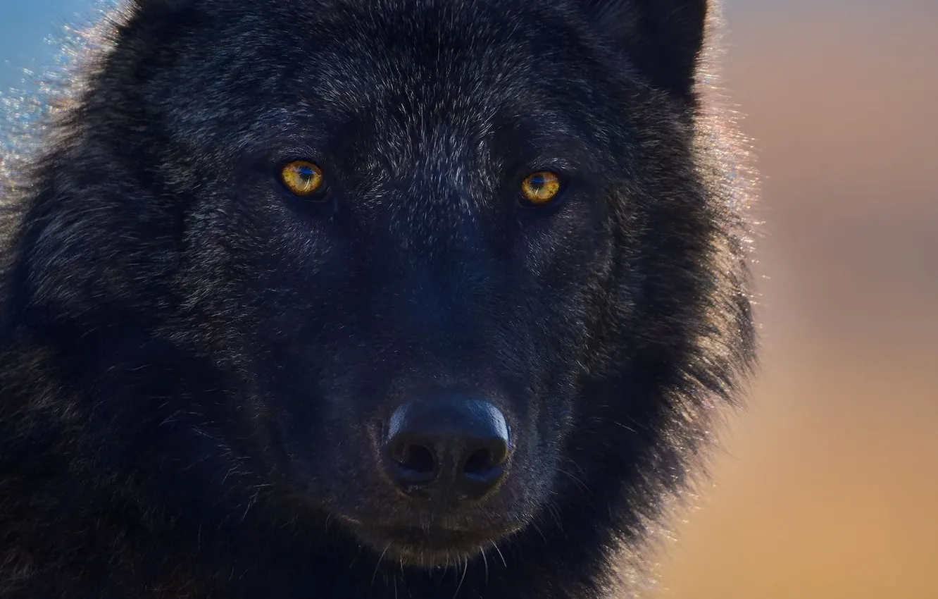 Фото обои fantasy, nature, art, snow, predator, face, animal, wolf