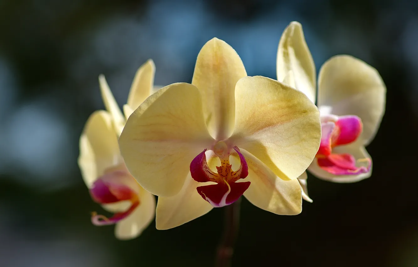 Фото обои макро, орхидея, фалинопсис