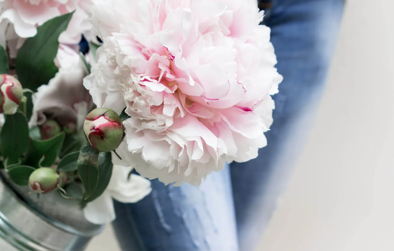 Фото обои цветок, розовый, Пион