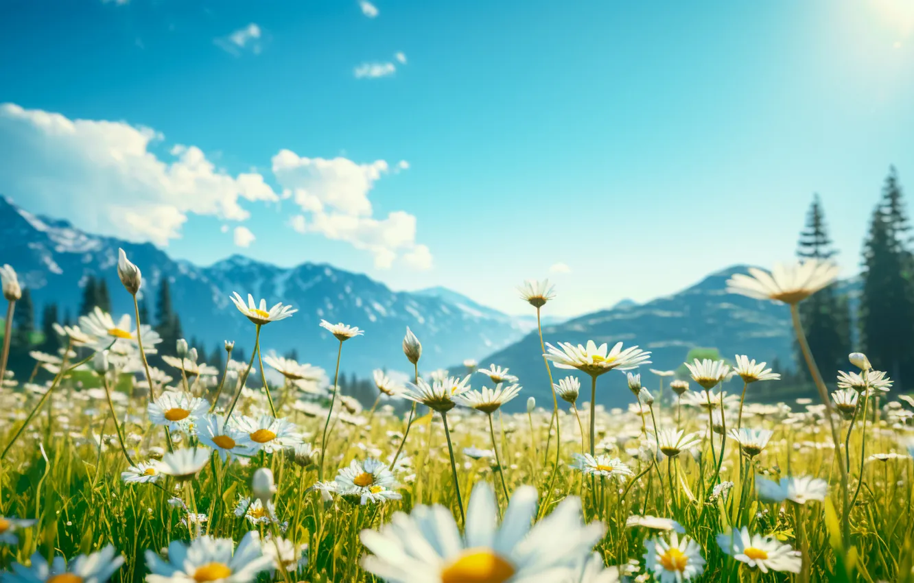 Фото обои поле, солнце, цветы, ромашки, весна, луг, sunshine, spring