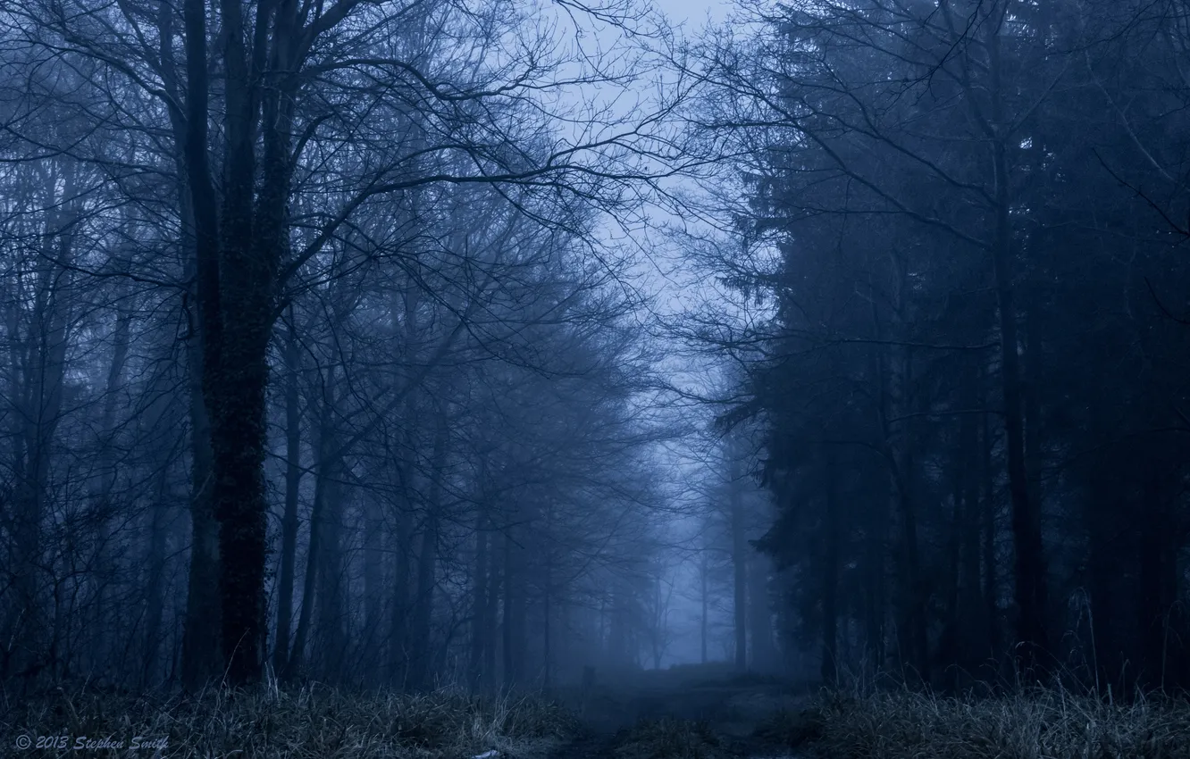 Фото обои зима, лес, деревья, природа, туман, Англия, Великобритания, England