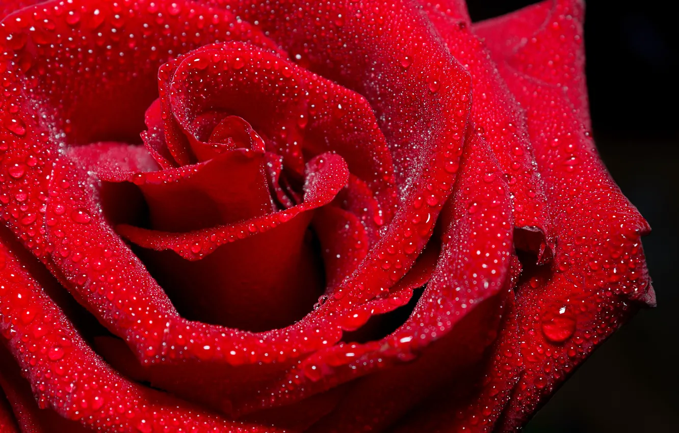 Фото обои капли, красный, роза, красная роза, red rose, rad, капли на розе