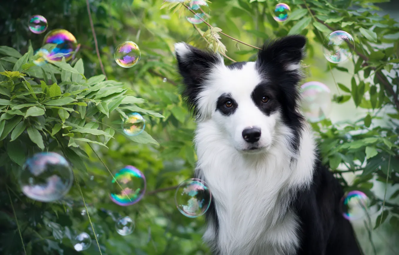 Фото обои взгляд, пузыри, друг, собака, Бордер-колли