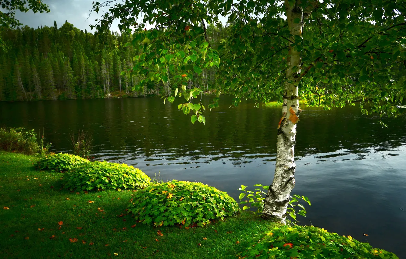 Фото обои зелень, лето, озеро, пруд, парк, дерево, берег, листва