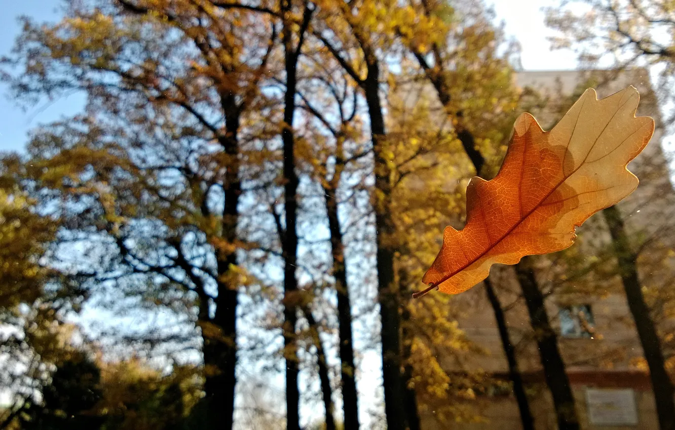 Фото обои осень, макро, лист, дуб