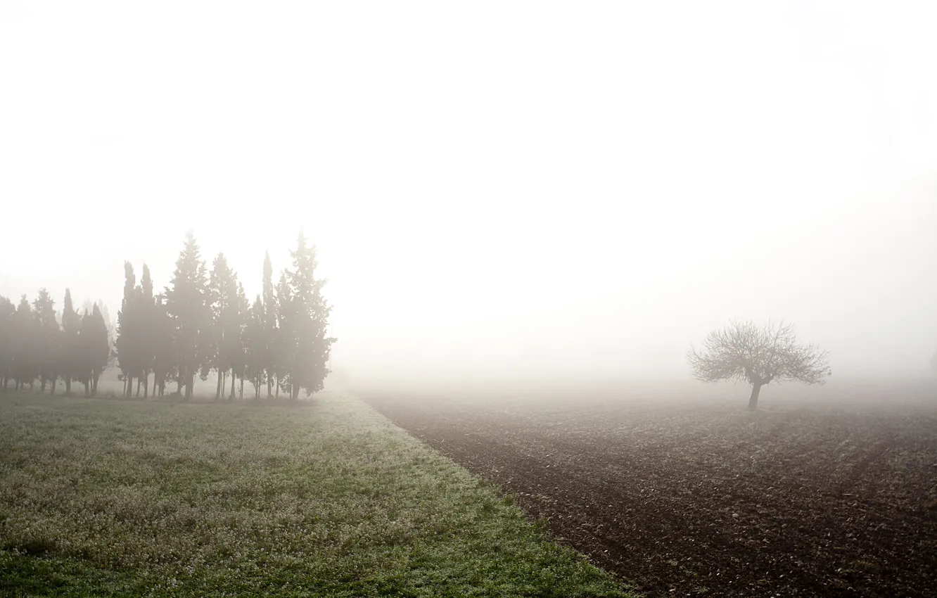 Фото обои поле, туман, утро