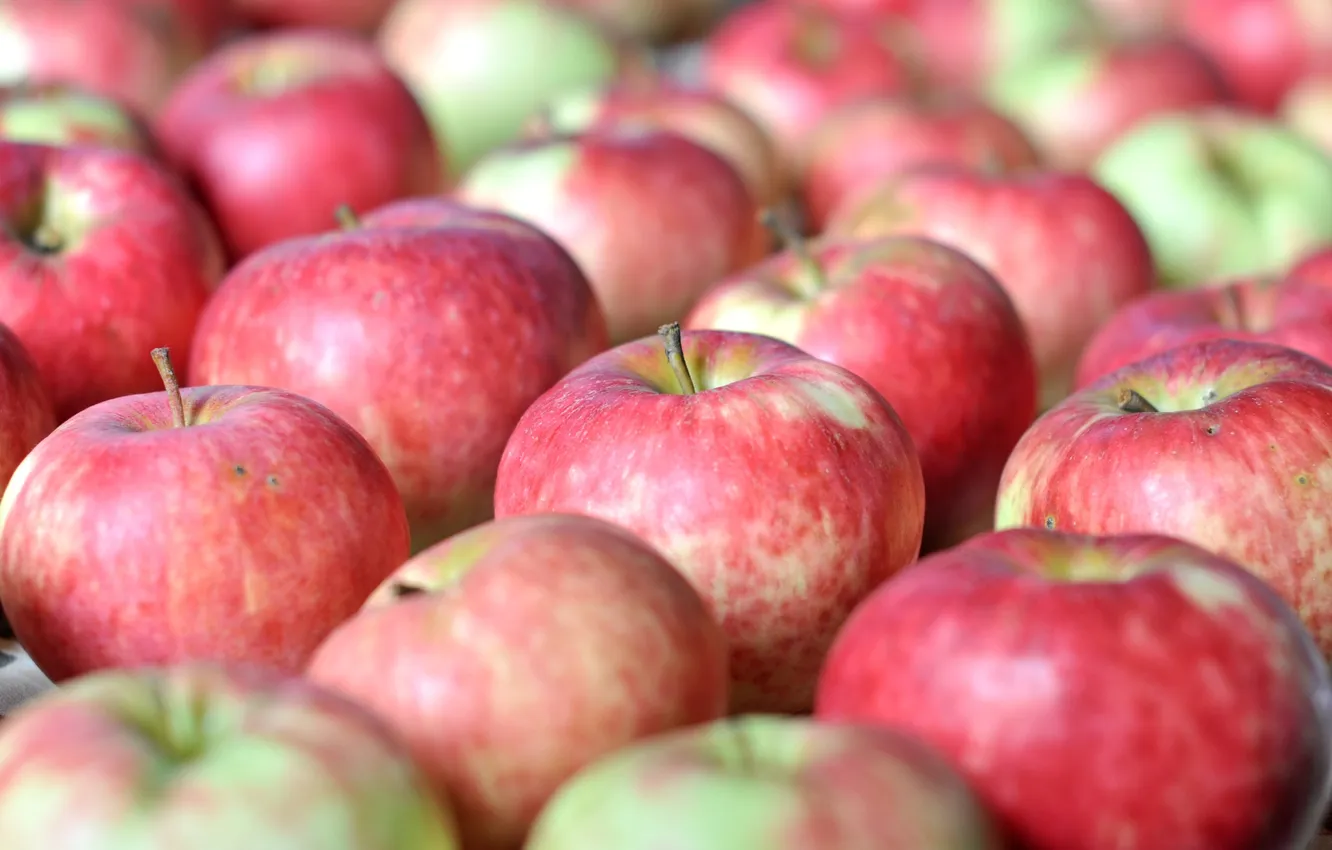 Фото обои макро, яблоки, плоды, фрукт