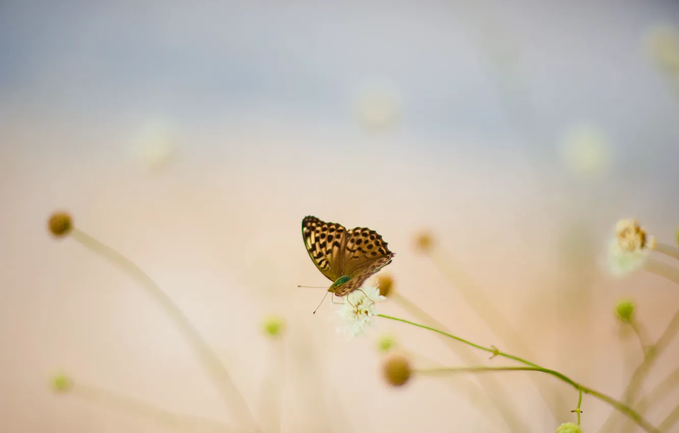 Фото обои nature, flowers, scene, Butterfly