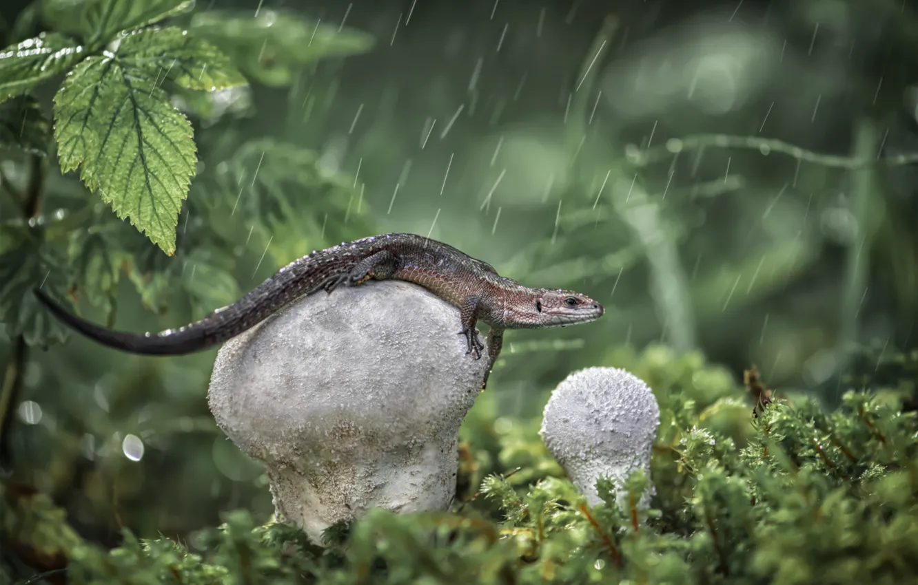 Фото обои дождь, грибы, ящерица, дождевик