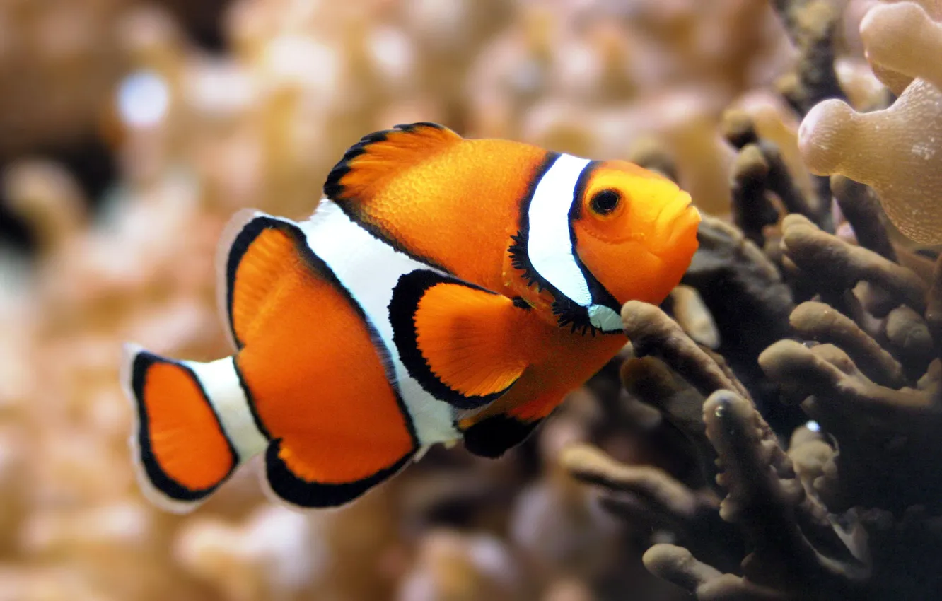 Фото обои beauty, orange, fish, nice