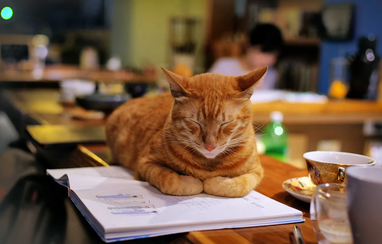 Фото обои кошка, кот, сон, спит, рыжая