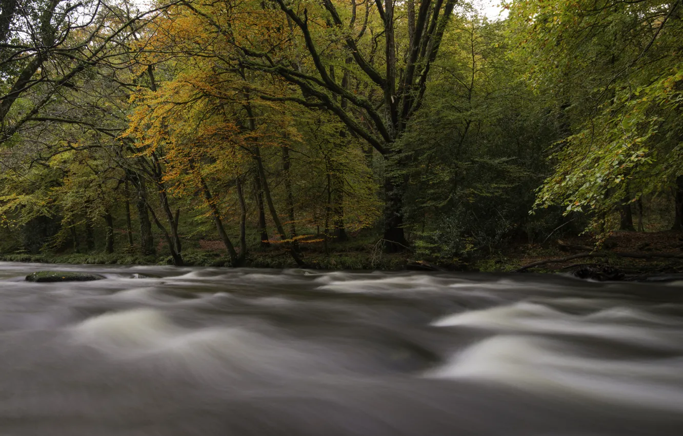 Фото обои осень, лес, деревья, река, поток