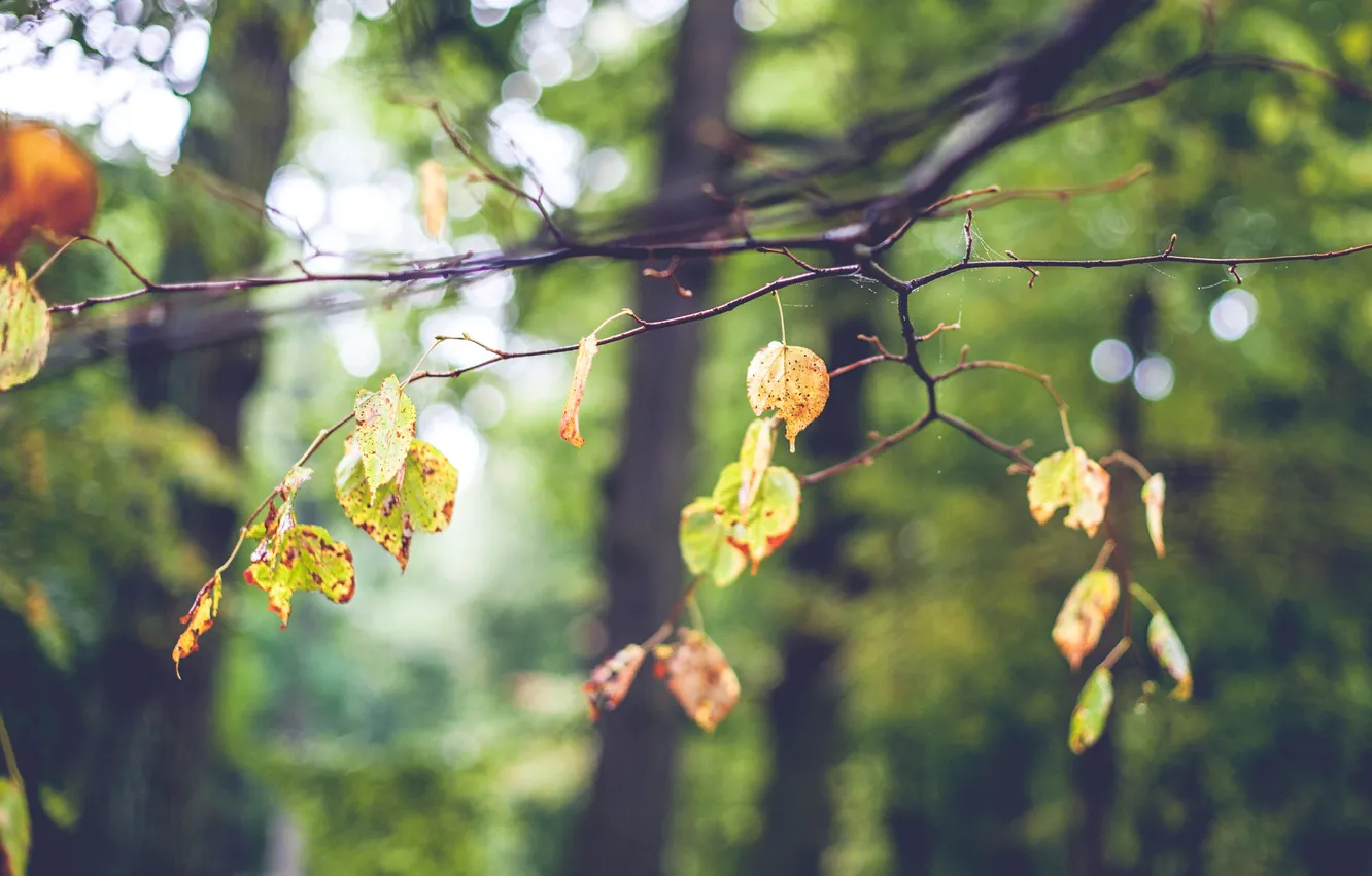 Фото обои осень, листья, дерево, настроение, паутина, ветка, размытость, боке