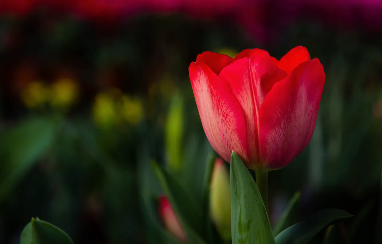 Фото обои красный, тюльпан, весна, боке, Mark Ritter