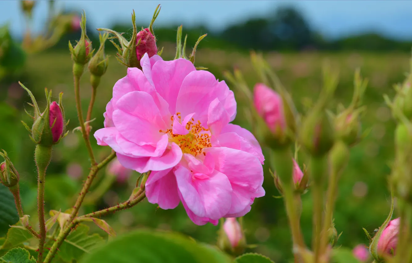 Фото обои Бутоны, Nature, Розовая роза, Pink rose