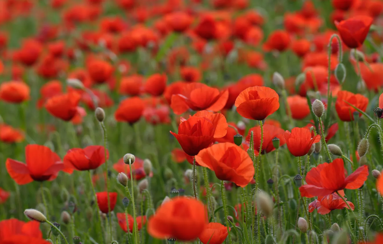Фото обои поле, цветы, красные маки
