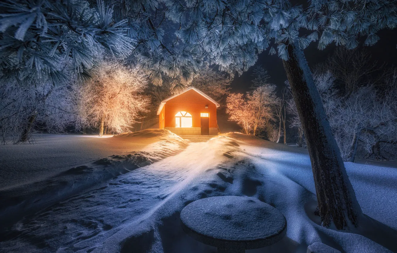 Фото обои зима, иней, снег, деревья, ночь, ветки, освещение, дорожка