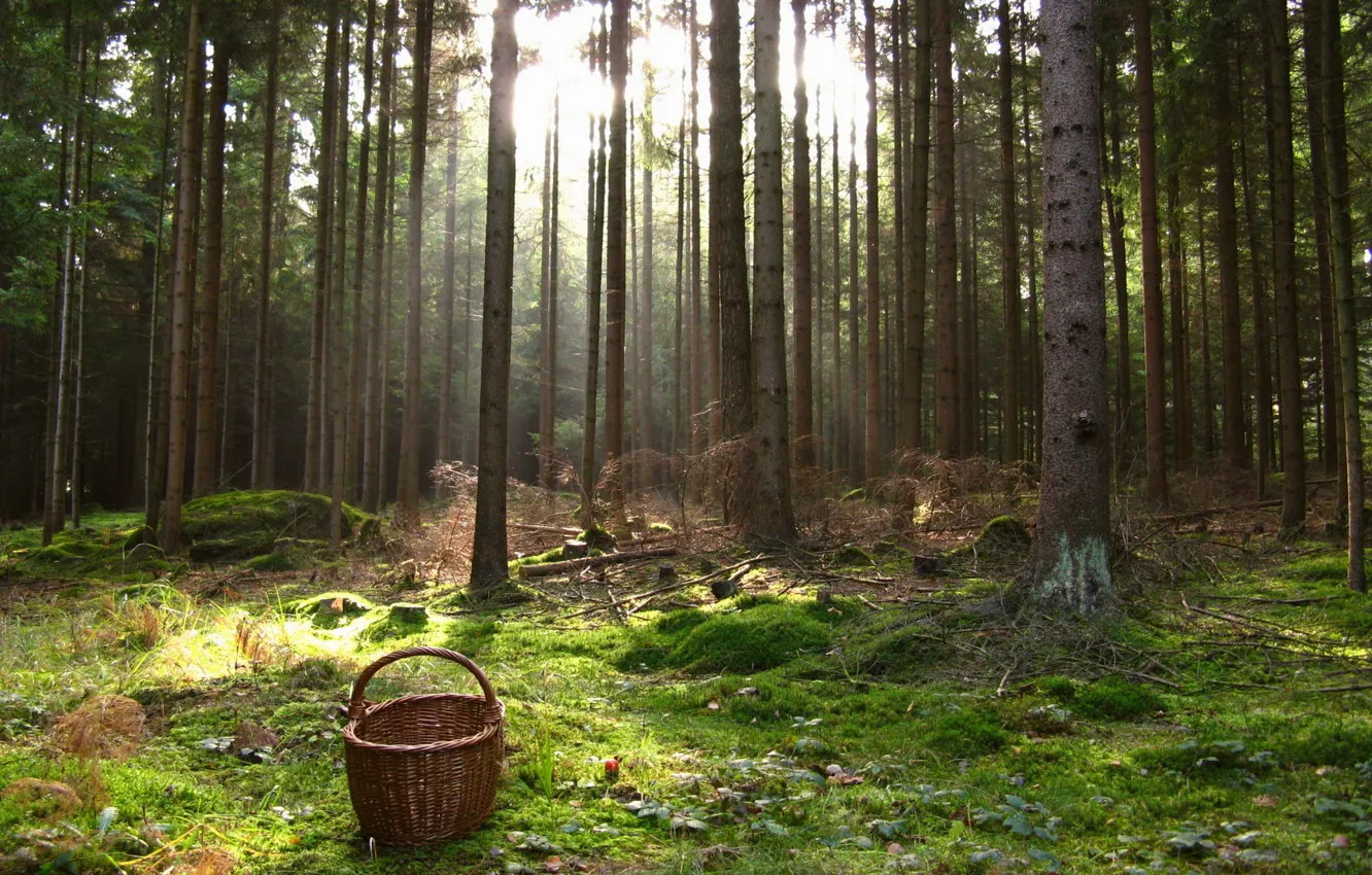 Фото обои лес, трава, деревья, корзина, мох, Австрия, Артштеттен-Пёбринг