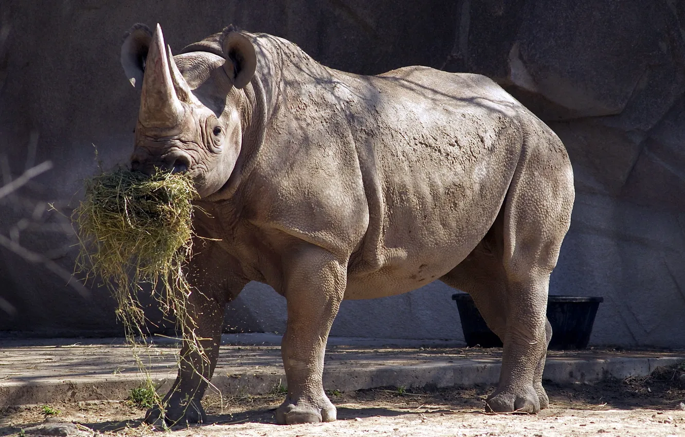 Фото обои сено, носорог, зоопарк