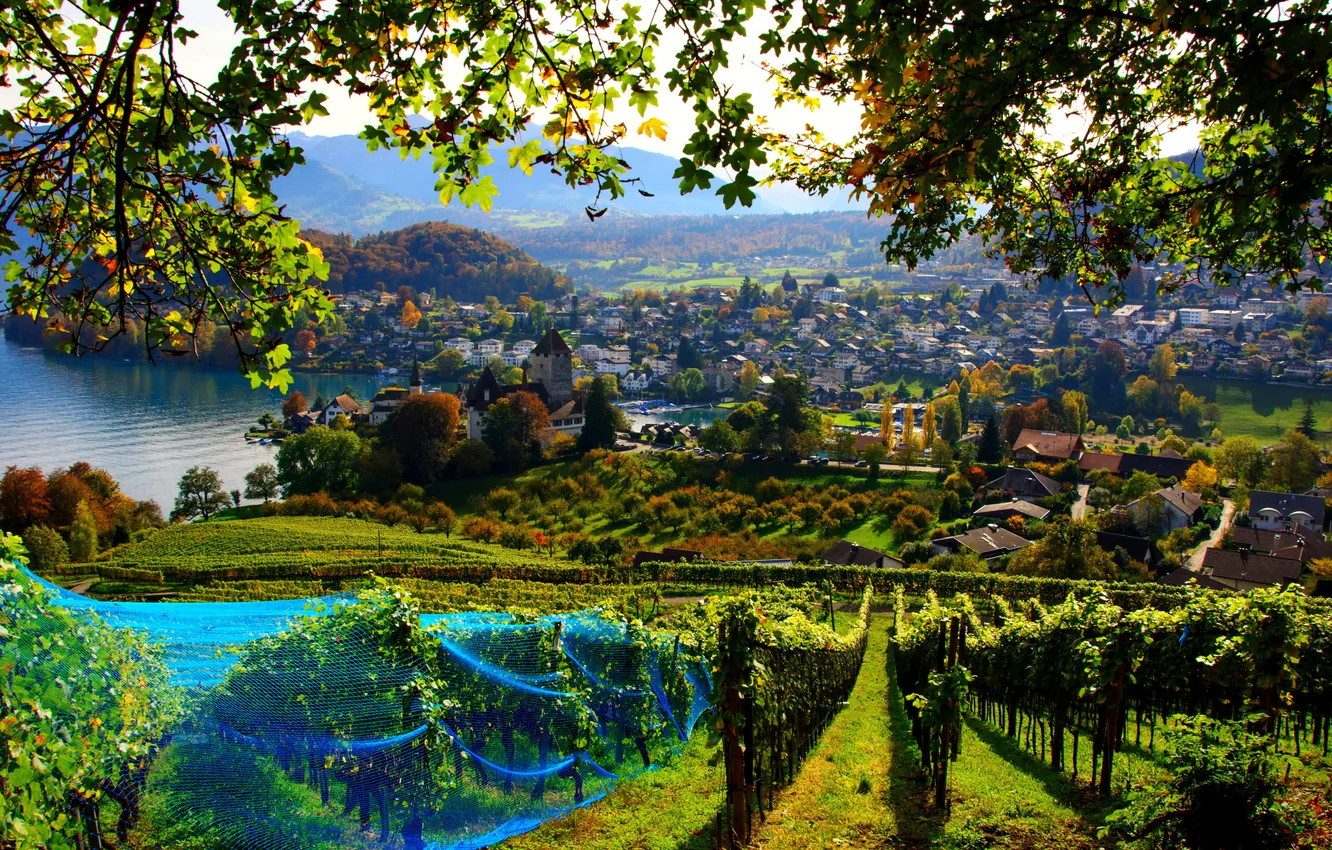 Фото обои поле, листья, ветки, город, озеро, сетка, дома, Швейцария