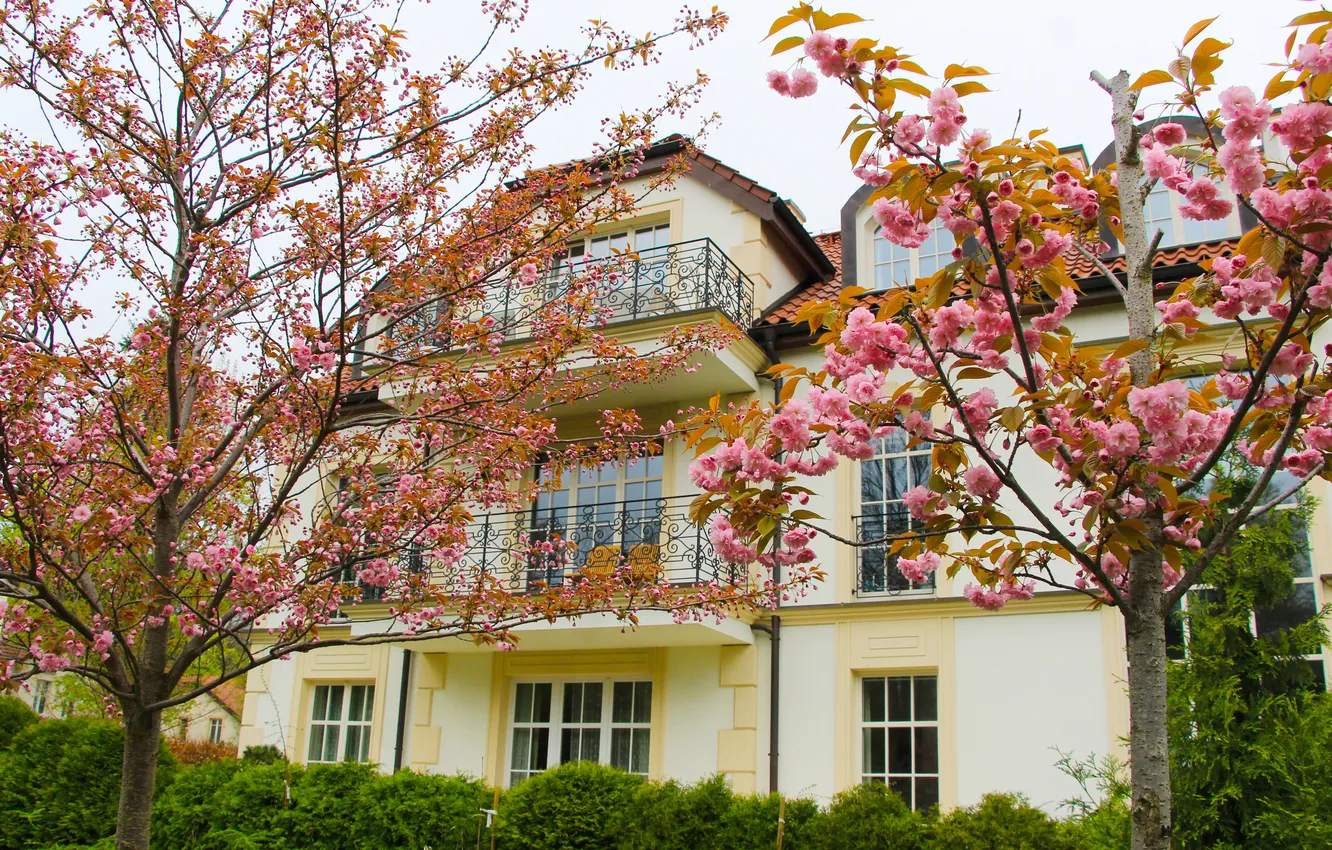 Фото обои house, tree, spring, blooming, japanese cherry