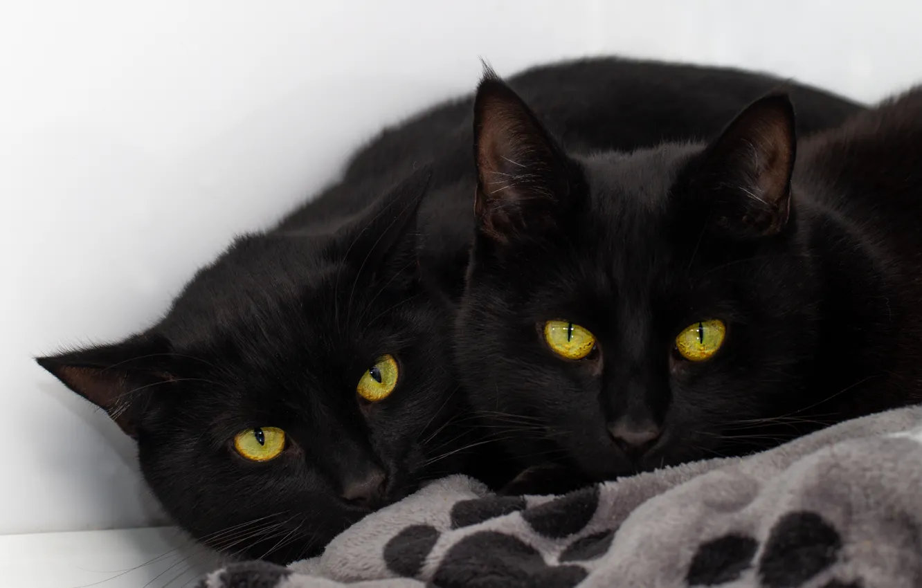 Фото обои кошка, кот, взгляд, морда, уют, фон, черный, две