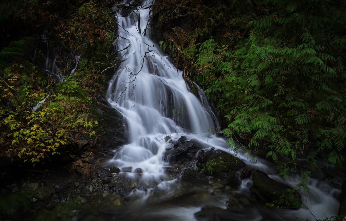 Фото обои лес, листья, водопад, поток