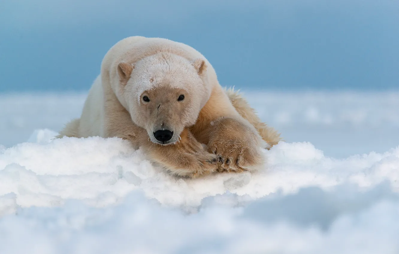 Фото обои взгляд, морда, снег, белый медведь, полярный медведь, Арктика, Чукотка, Максим Деминов