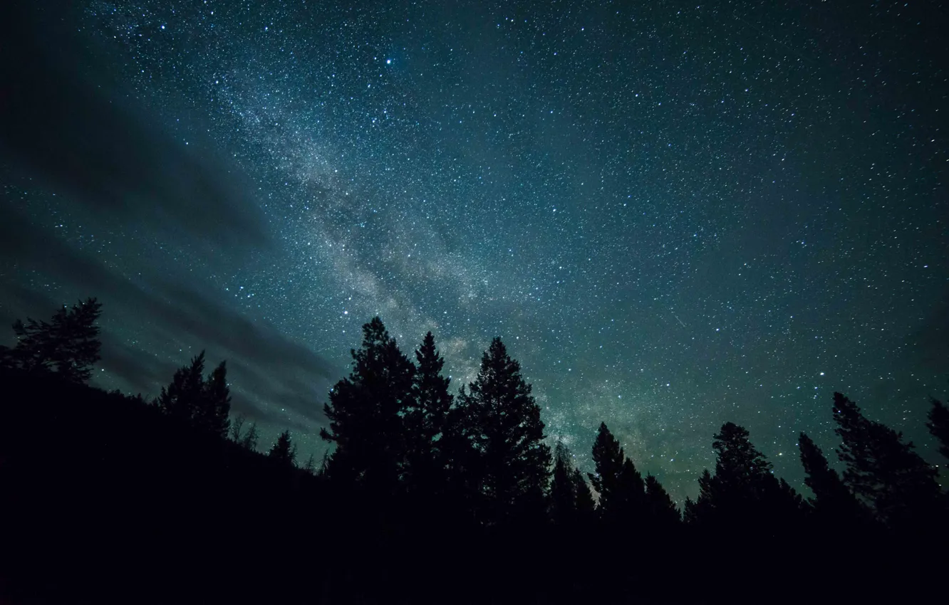 Фото обои лес, небо, звезды, ночь, млечный путь