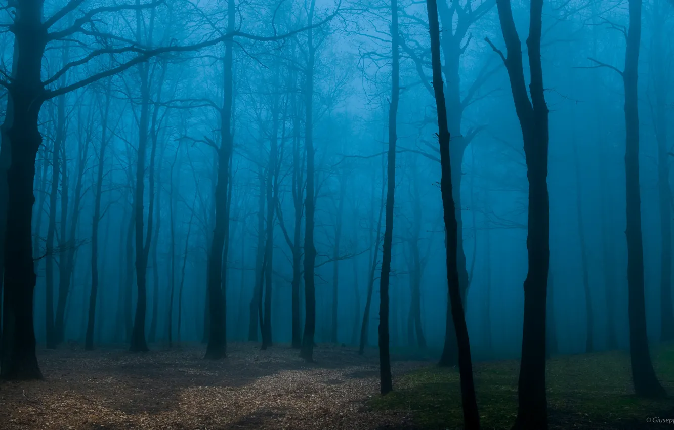 Фото обои лес, деревья, природа, туман, Италия, Italia, Сицилия, Sicilia