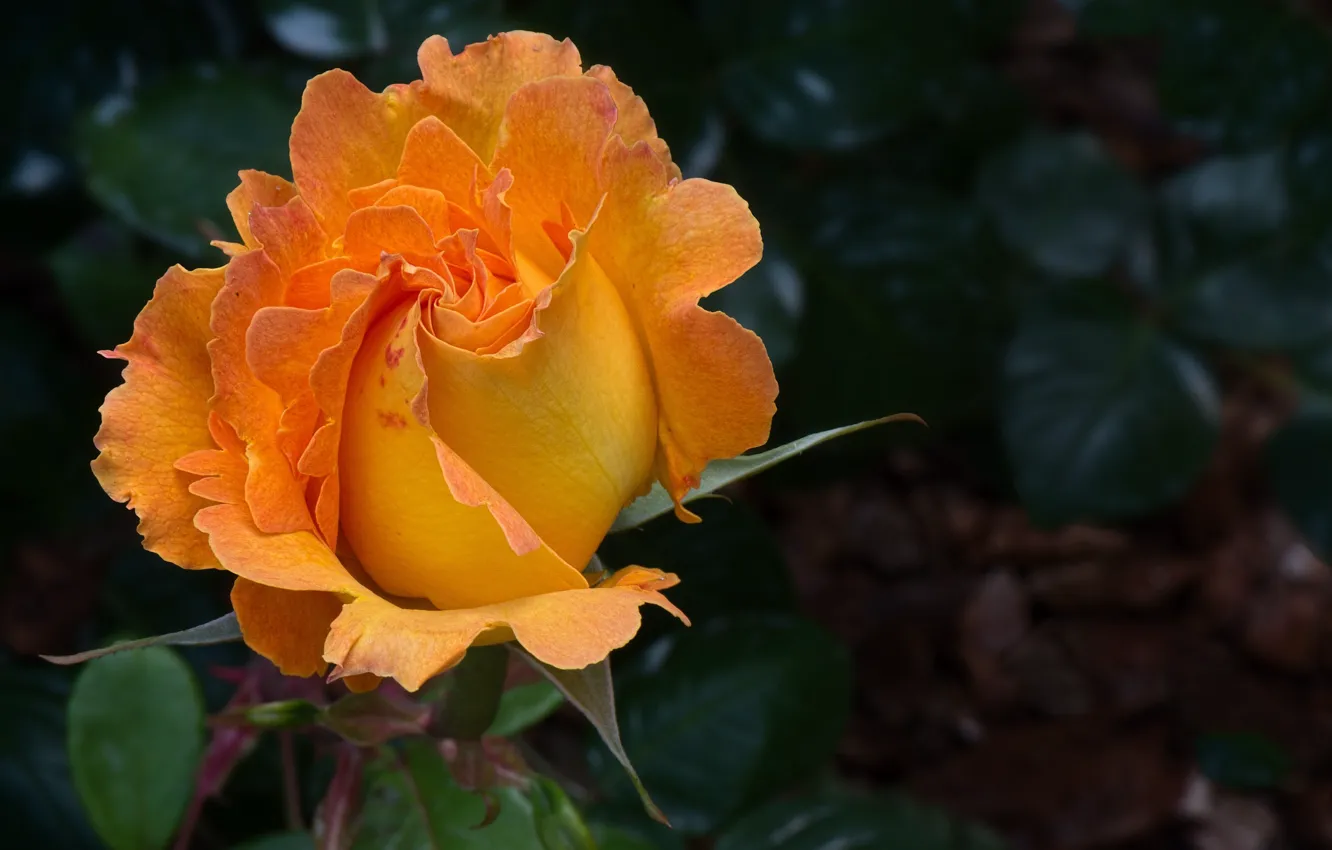Фото обои роза, куст, красота, бутоны, оранжевая роза