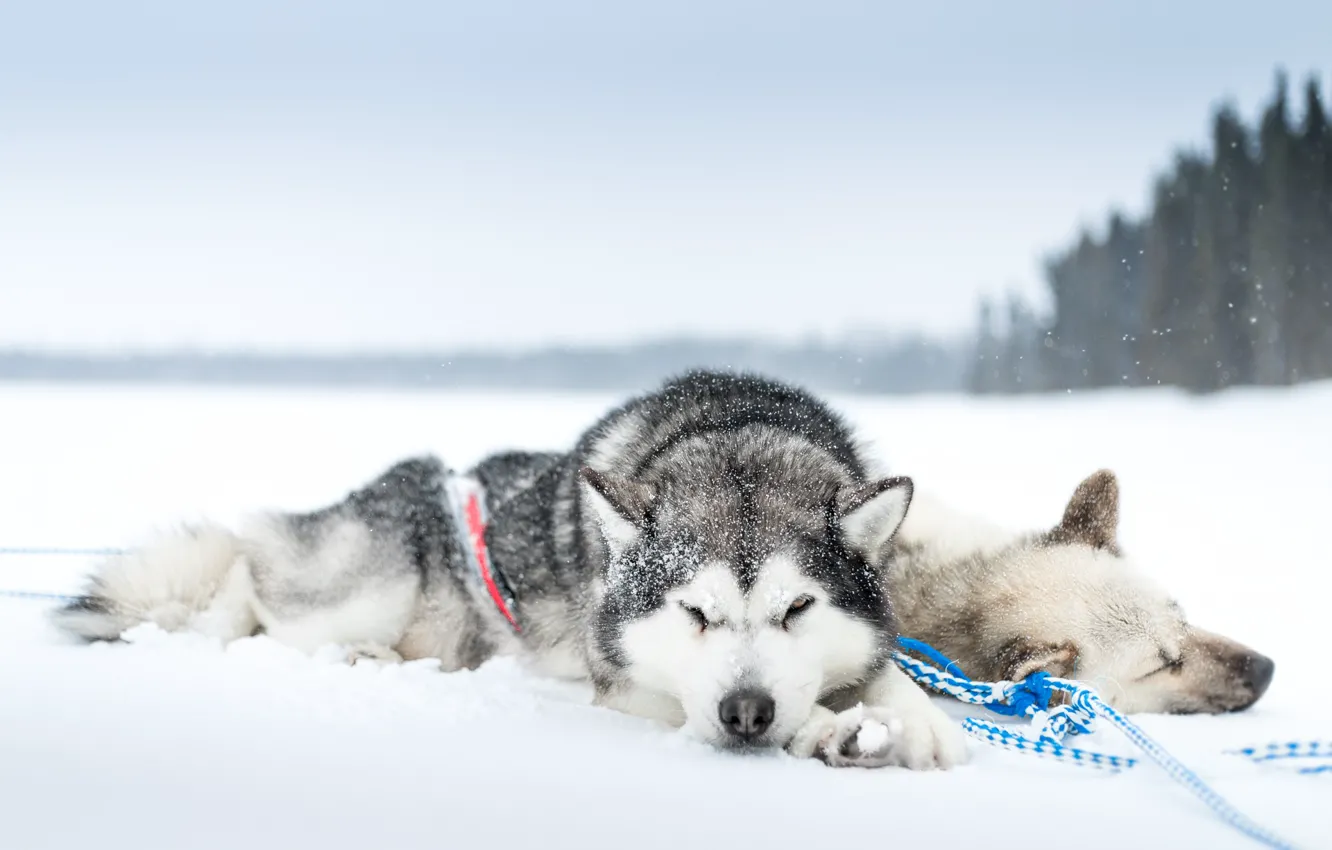 Фото обои холод, собаки, снег